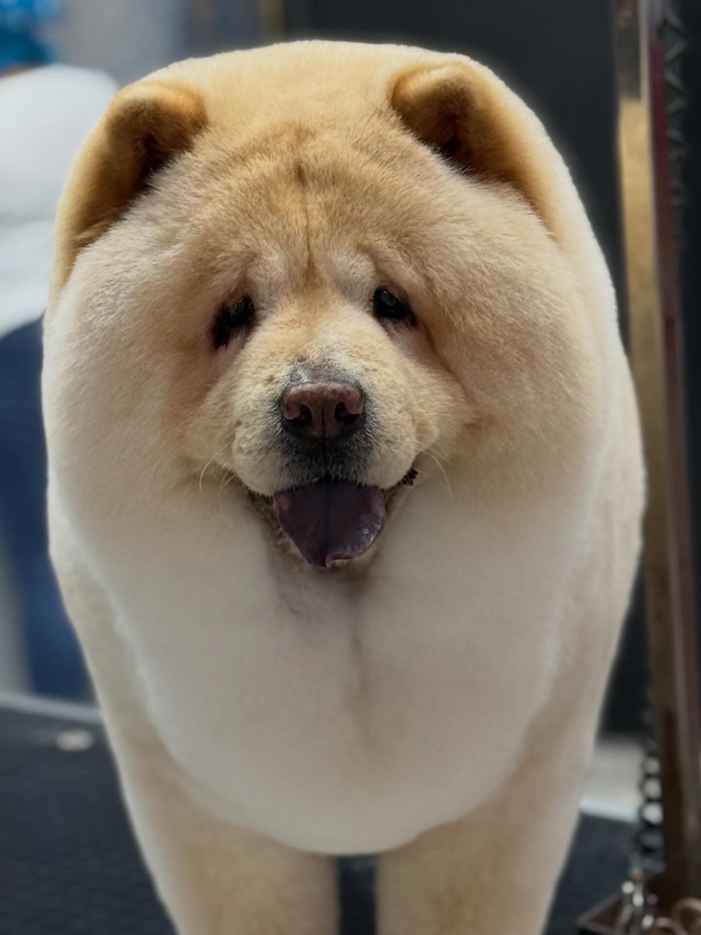 A freshly groomed Chow Chow with a full teddy-bear cut at Patim Pet Kuaför