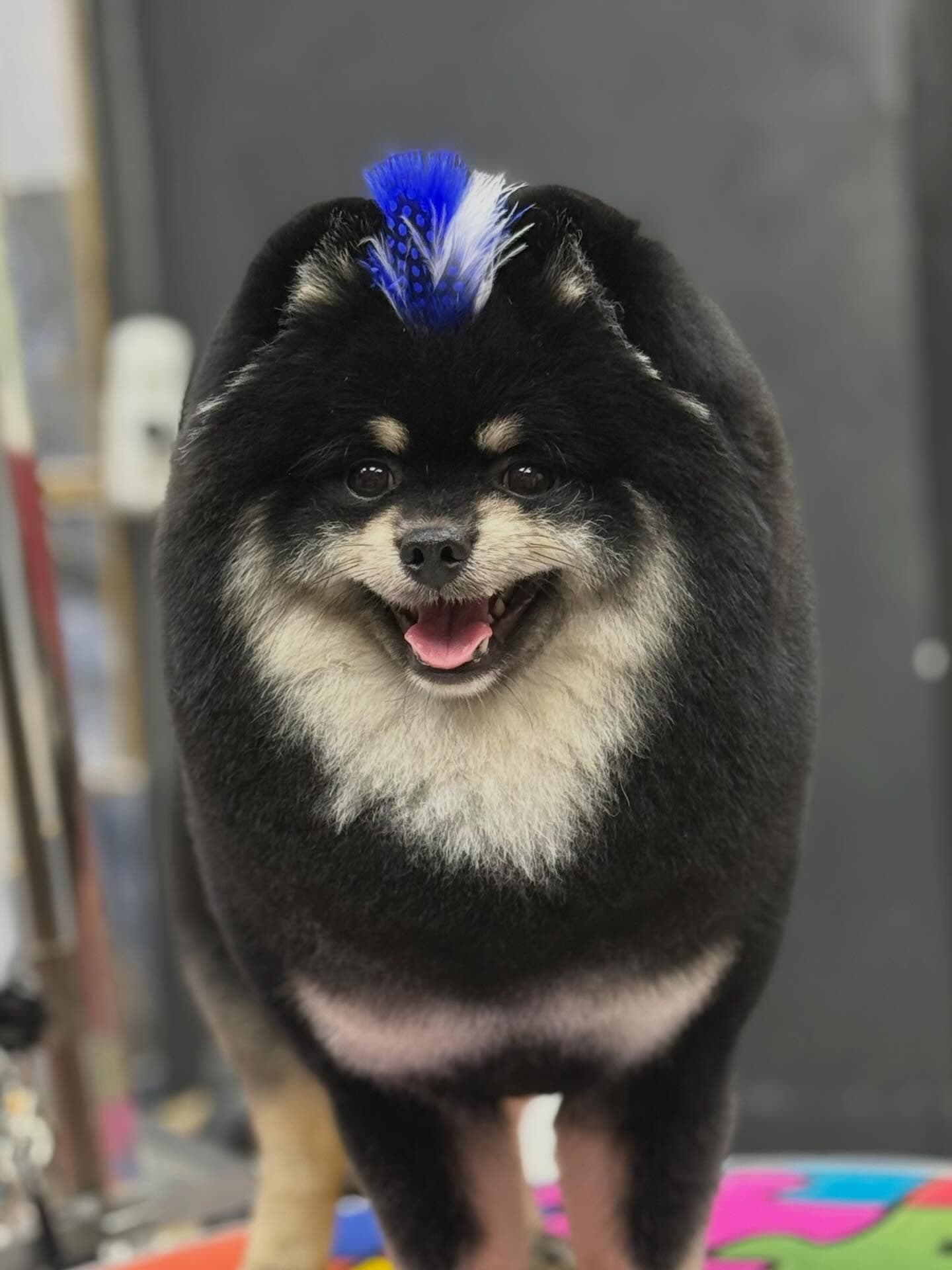A groomed Pomeranian with a styled accent at Patim Pet Kuaför