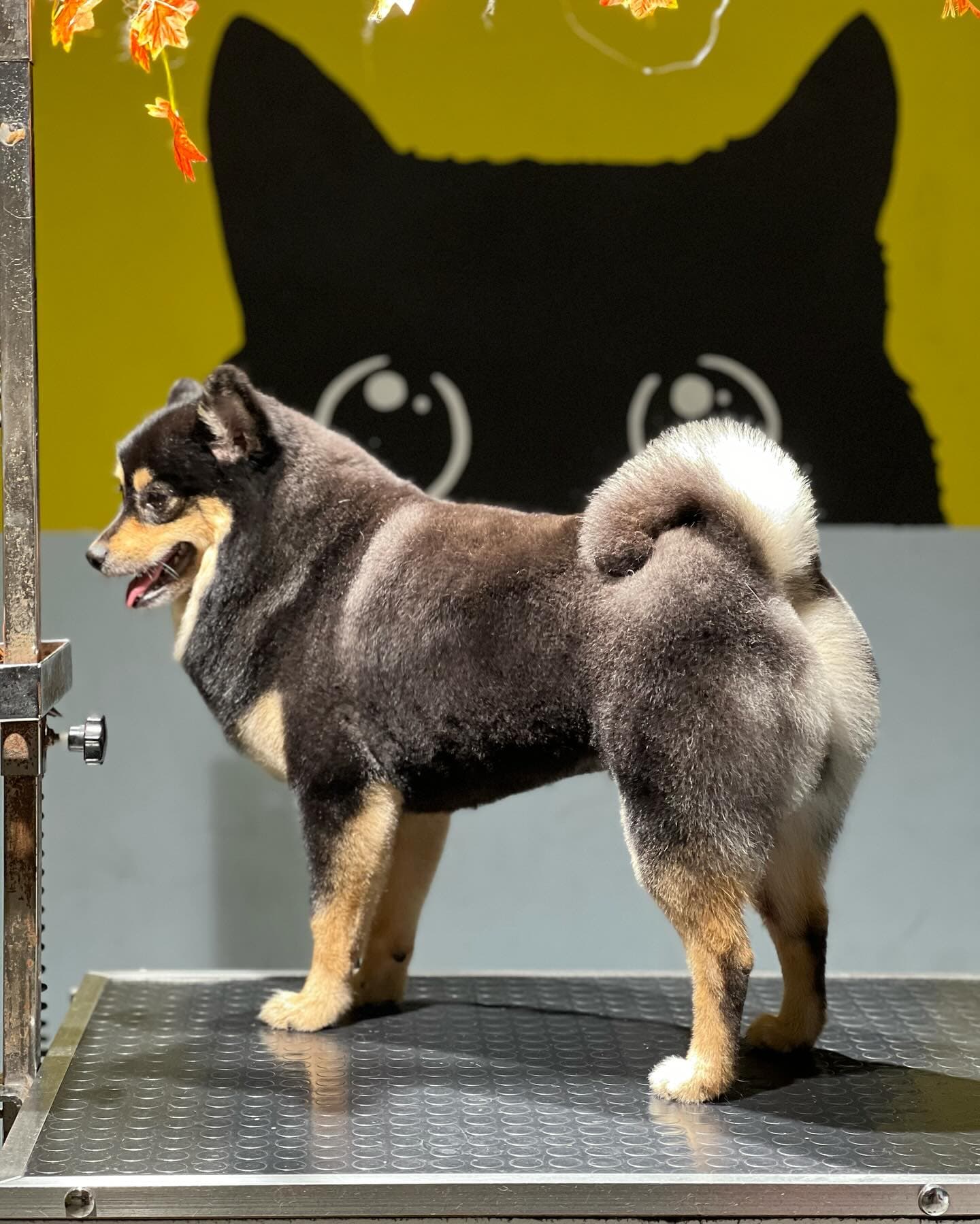 A groomed Shiba/Husky-mix dog at Patim Pet Kuaför