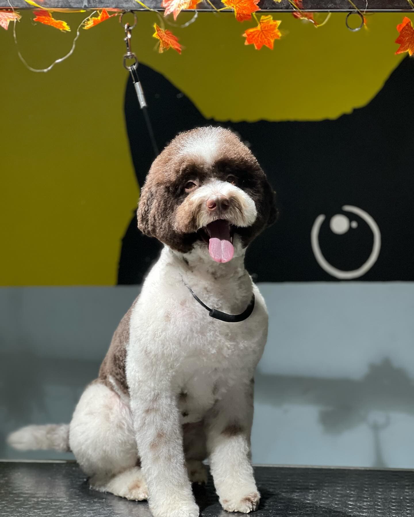 A freshly bathed and blow-dried spaniel-type dog at Patim Pet Kuaför