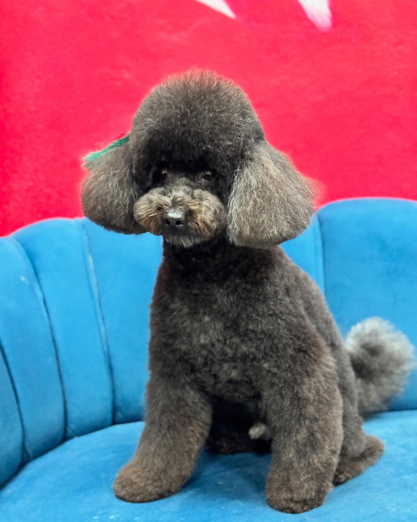 A freshly groomed grey Toy Poodle after a full trim at Patim Pet Kuaför
