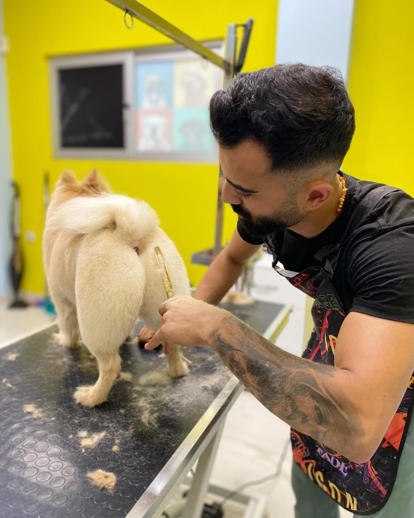Faik Kopuz trimming a dog's coat at the grooming table
